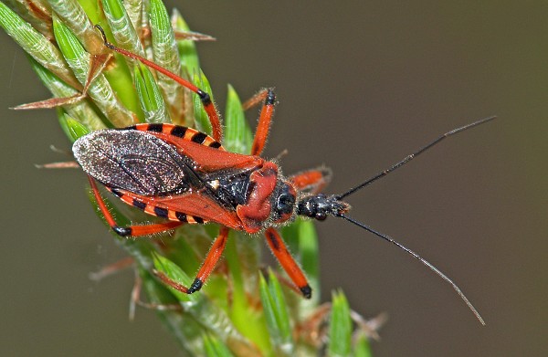 Rhynocoris iracundus