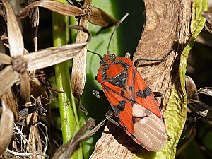 Spilostethus pandurus