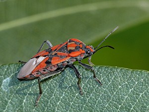 Spilostethus pandurus