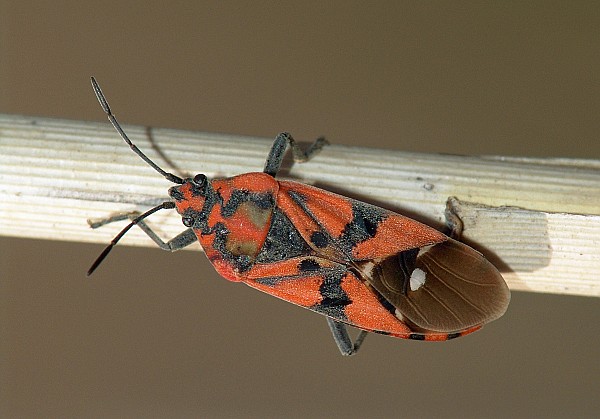 Spilostethus pandurus