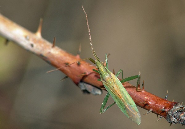 Stenodema laevigata