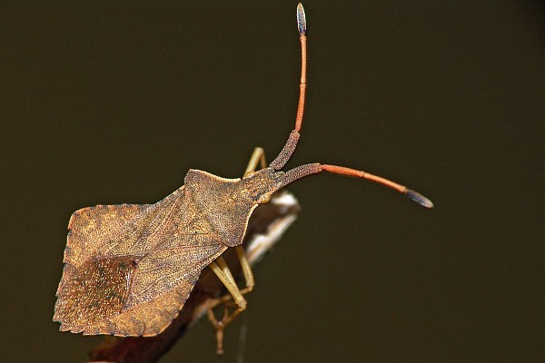 Syromastes rhombeus