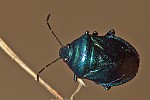 Zicrona caerulea