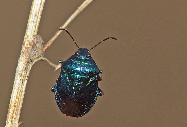 Zicrona caerulea