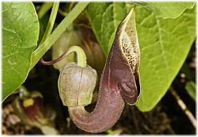 Aristolochia pontica