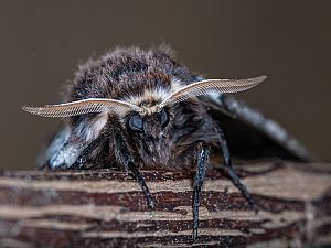 Brahmaea europaea