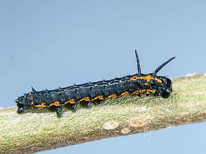 Brahmaea europaea