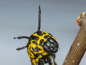 Brahmaea europaea