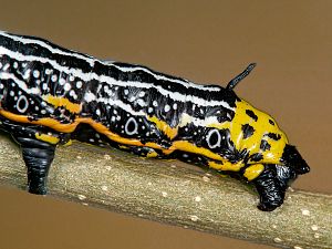 Brahmaea europaea