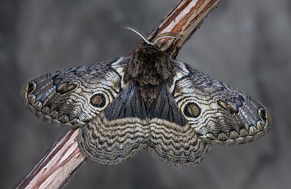 Brahmaea europaea