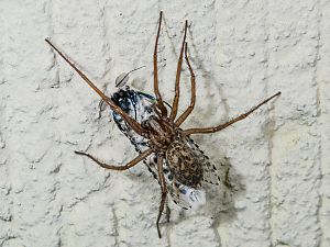 Eratigena atrica