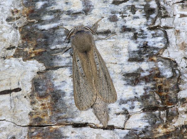 Phragmataecia castaneae