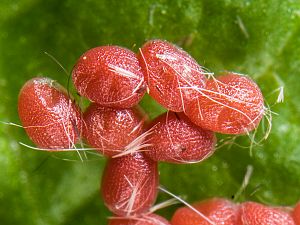 Achlya flavicornis