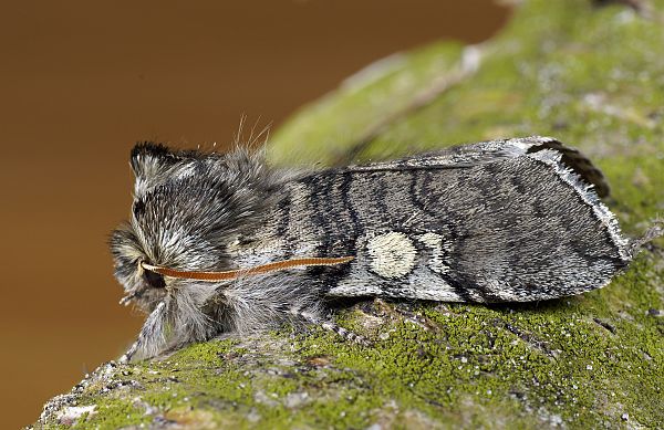 Achlya flavicornis