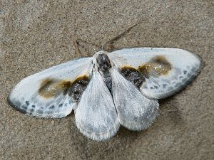 Cilix glaucata