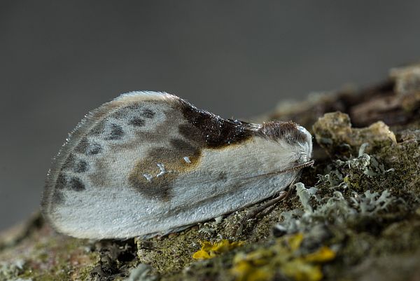 Cilix glaucata