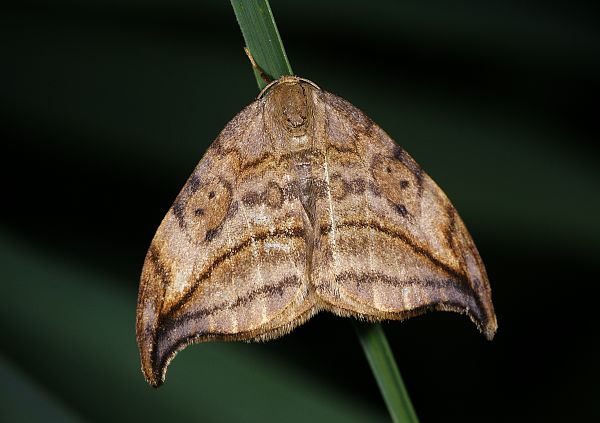 Drepana curvatula