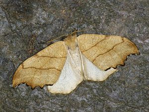 Falcaria lacertinaria