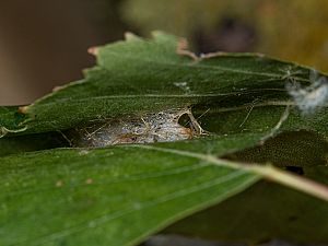 Falcaria lacertinaria R