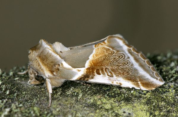 Habrosyne pyritoides