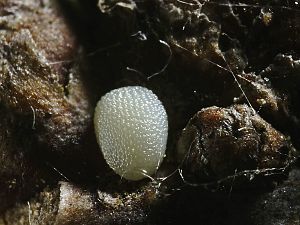 Polyploca ridens