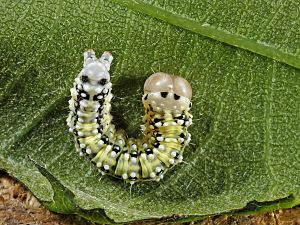 Polyploca ridens