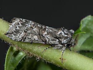 Polyploca ridens