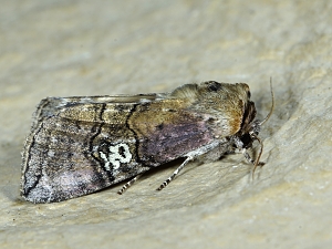 Tethea ocularis