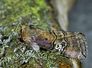 Tethea ocularis