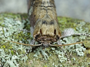 Tethea ocularis