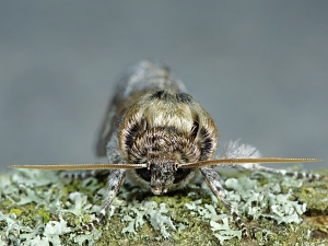 Tethea ocularis