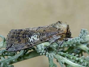 Tethea ocularis