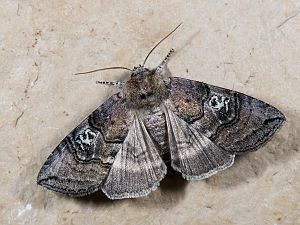 Tethea ocularis
