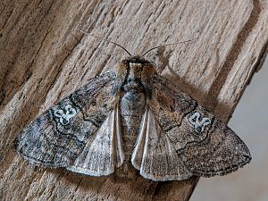 Tethea ocularis