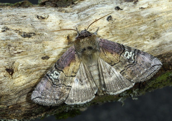 Tethea ocularis