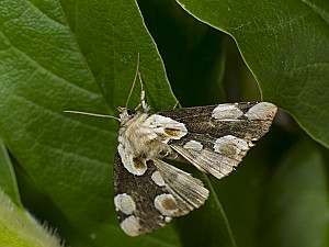 Thyatira batis