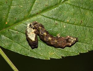 Thyatira batis