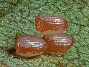 Watsonalla cultraria