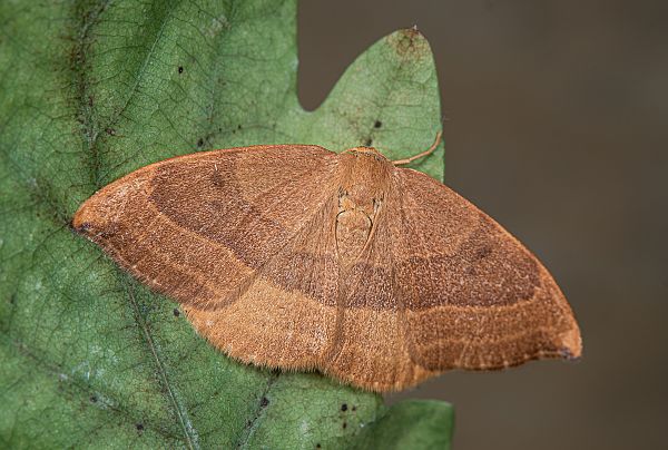 Watsonalla cultraria