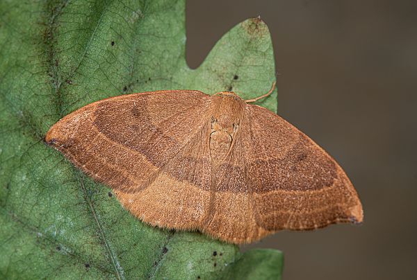 Watsonalla cultraria