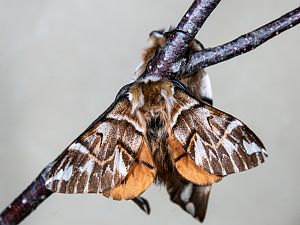 Endromis versicolora