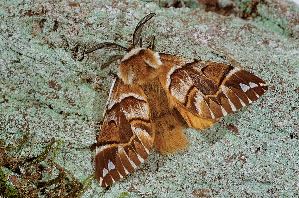 Endromis versicolora