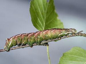 Endromis versicolora