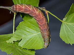 Endromis versicolora