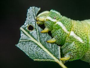 Endromis versicolora