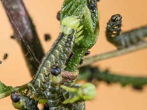 Endromis versicolora