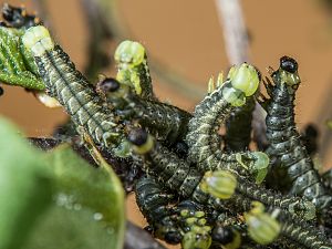 Endromis versicolora