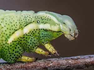 Endromis versicolora