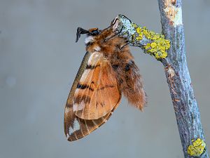 Endromis versicolora