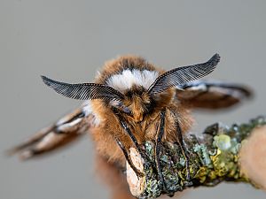 Endromis versicolora